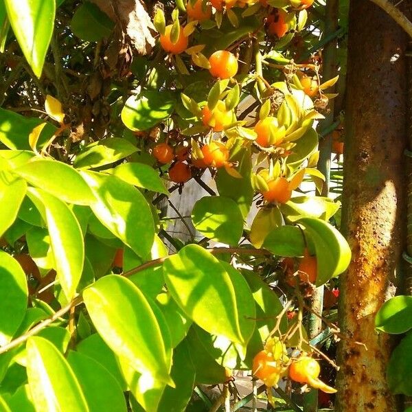 Pereskia aculeata Folla