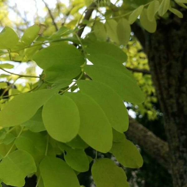 Robinia viscosa Blatt