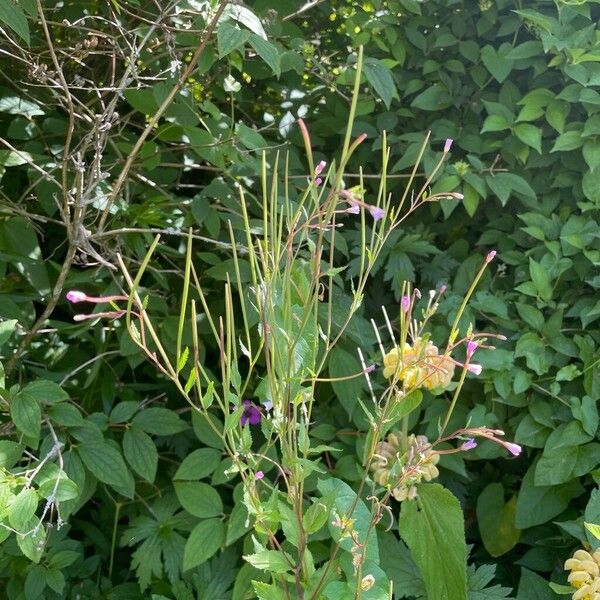 Epilobium parviflorum 花