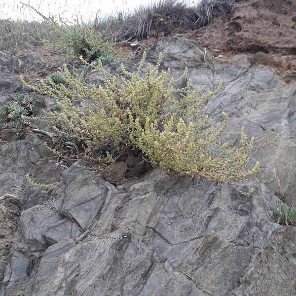 Atriplex glauca Natur