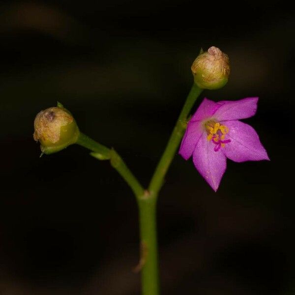 Talinum fruticosum ফুল