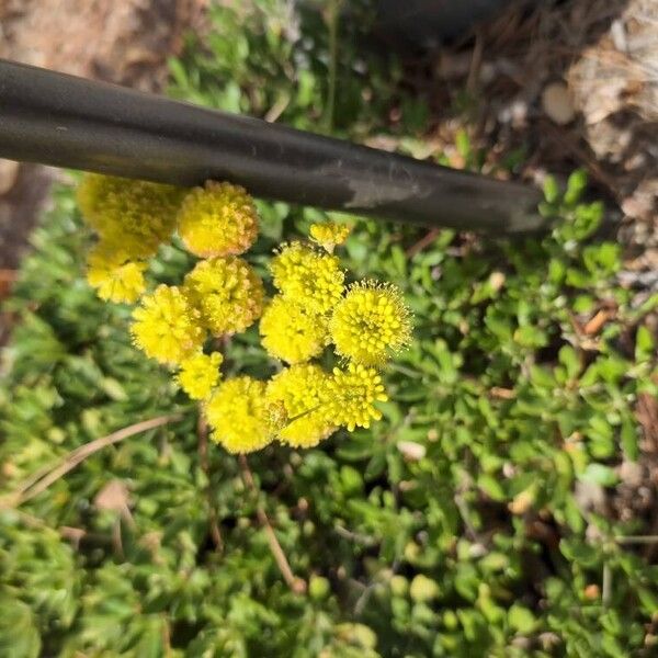 Eriogonum umbellatum Цвят