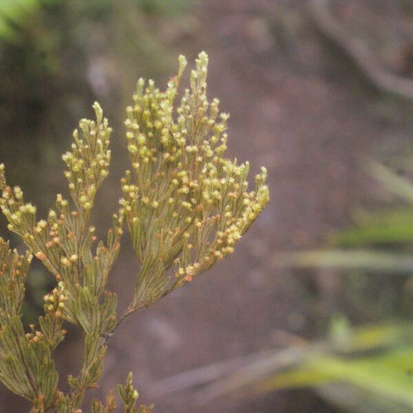 Hymenophyllum hygrometricum