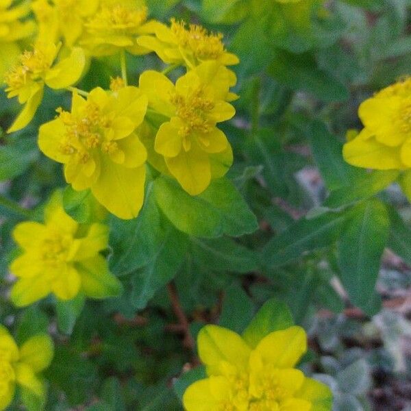 Euphorbia epithymoides Flor