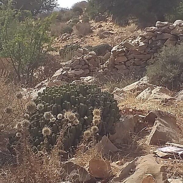 Euphorbia officinarum
