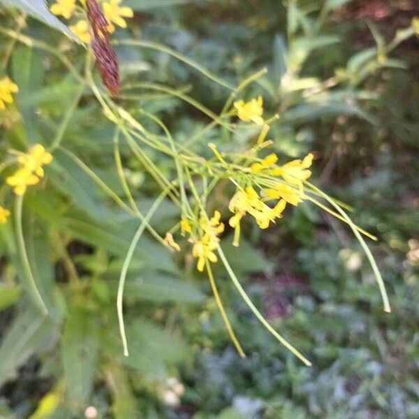 Sisymbrium strictissimum फूल