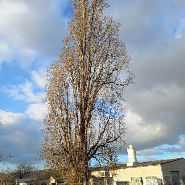 Populus nigra موطن