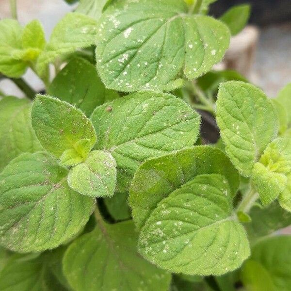 Mentha arvensis Fuelha