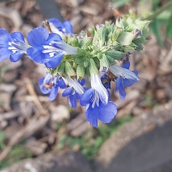 Salvia uliginosa Bloem