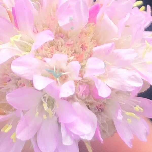 Armeria arenaria Flower