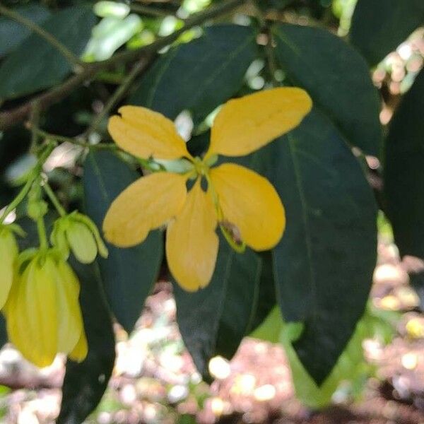 Senna occidentalis Çiçek