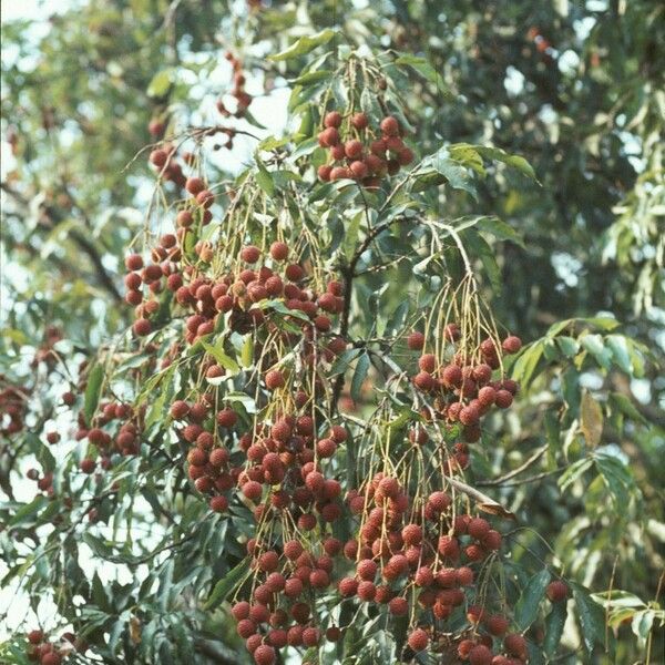 Litchi chinensis Meyve