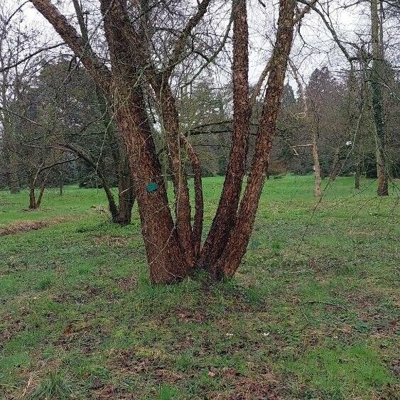 Betula nigra Elinympäristö