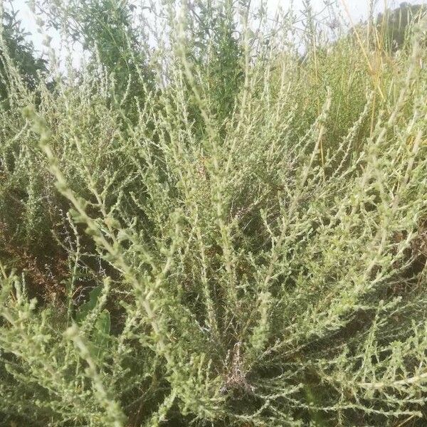 Artemisia herba-alba Corteza