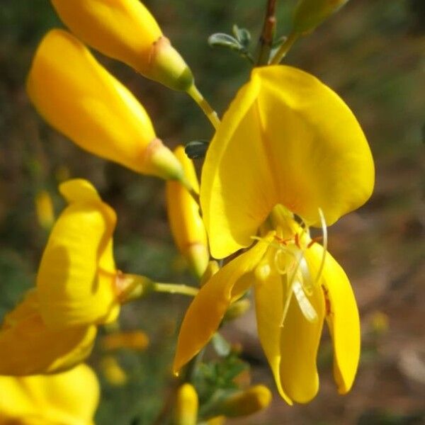 Calicotome spinosa Flower