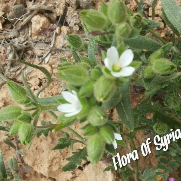 Cerastium dichotomum Hábito