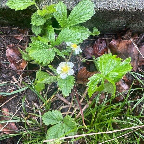 Fragaria viridis Blomma