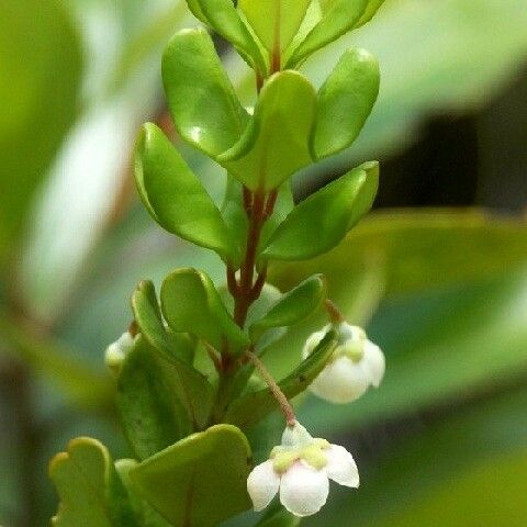 Uromyrtus emarginata Elinympäristö