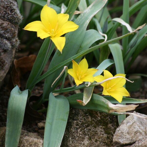 Tulipa kolpakowskiana Flower