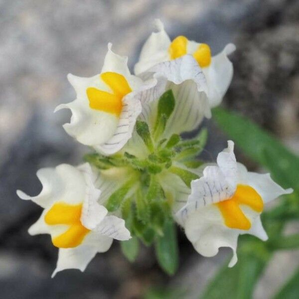 Linaria triphylla Flor