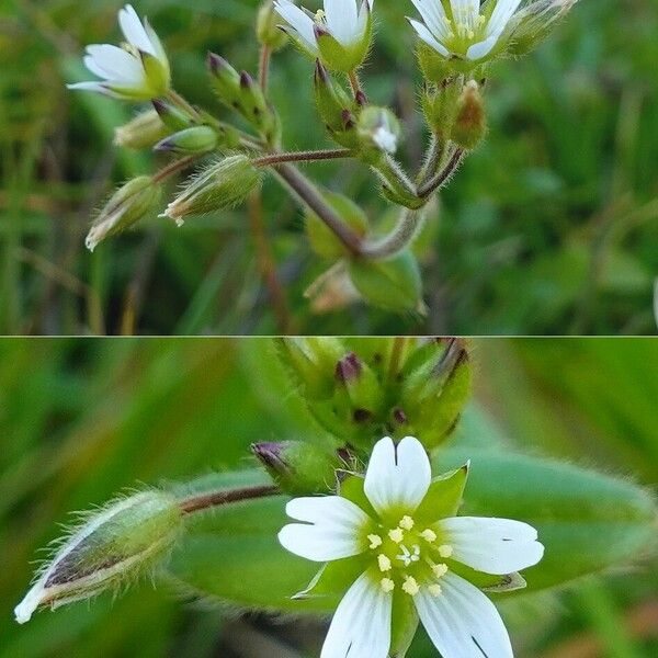 Cerastium fontanum ᱵᱟᱦᱟ