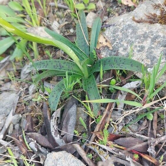 Orchis provincialis Leaf