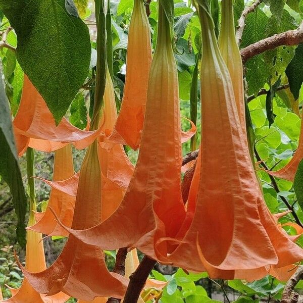 Brugmansia × candida Blüte