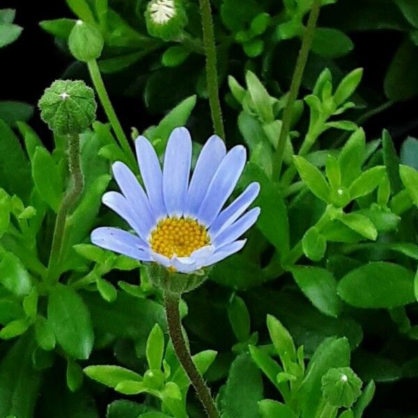 Felicia amelloides Flower