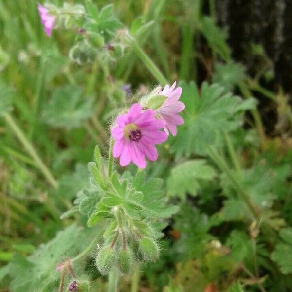 Geranium molle Fleur