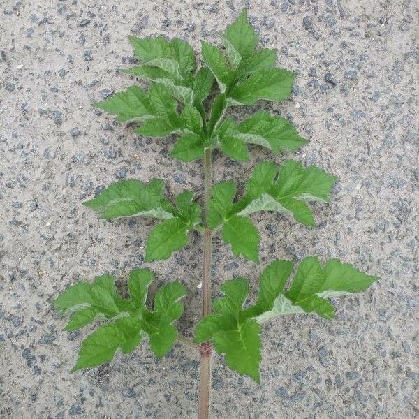 Heracleum sphondylium Blatt