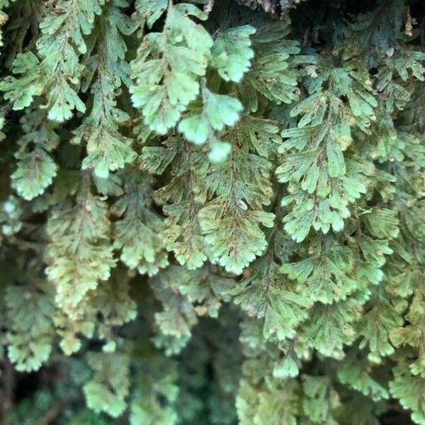 Hymenophyllum capillare Leaf