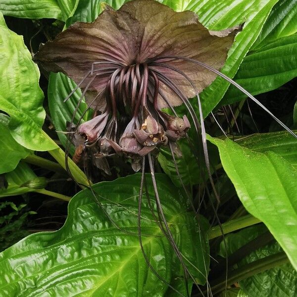 Tacca chantrieri Flower