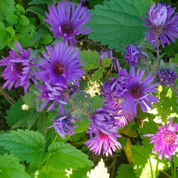 Symphyotrichum novae-angliae Õis