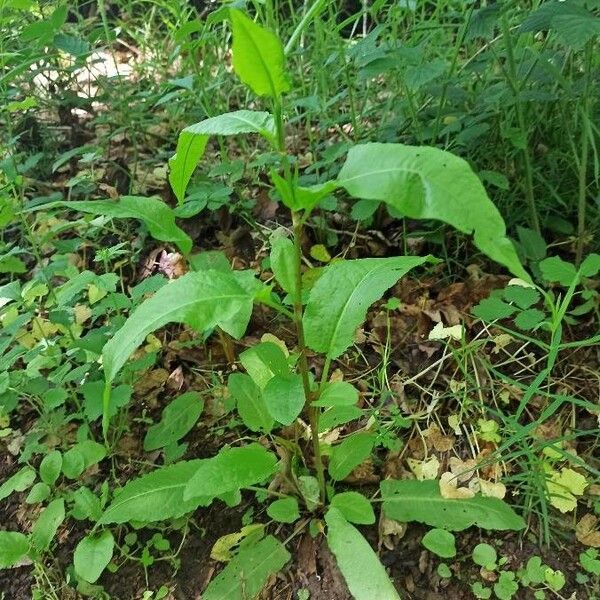 Rumex conglomeratus Leaf