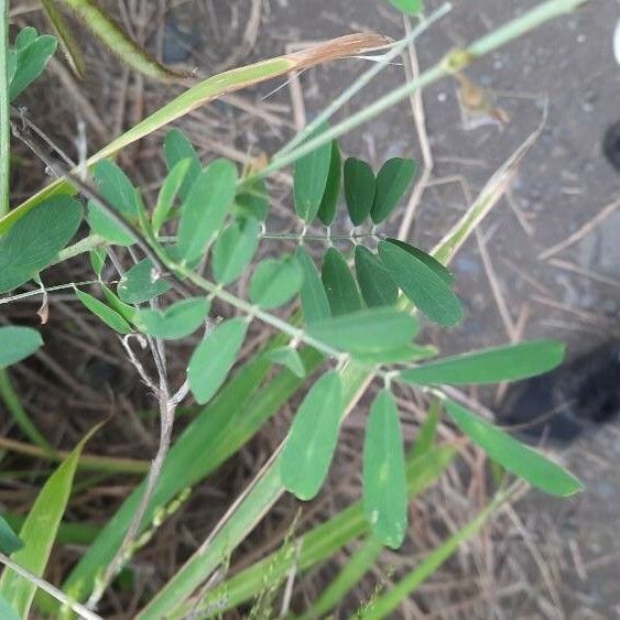 Tephrosia noctiflora Fuelha