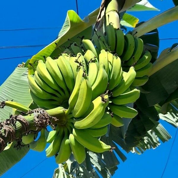 Musa acuminata Fruto