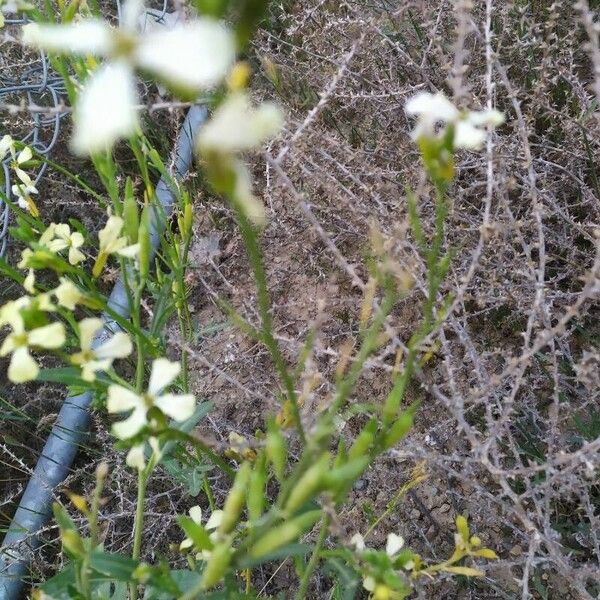 Raphanus raphanistrum Flower