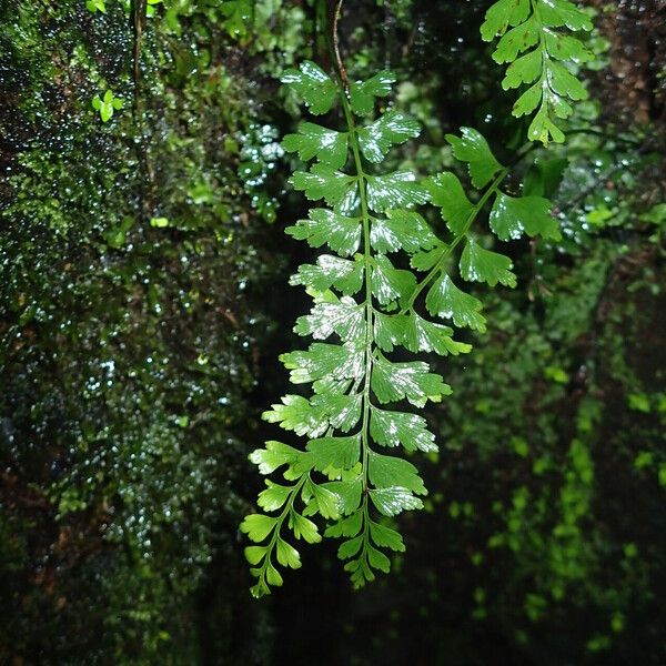 Asplenium lividum Frunză