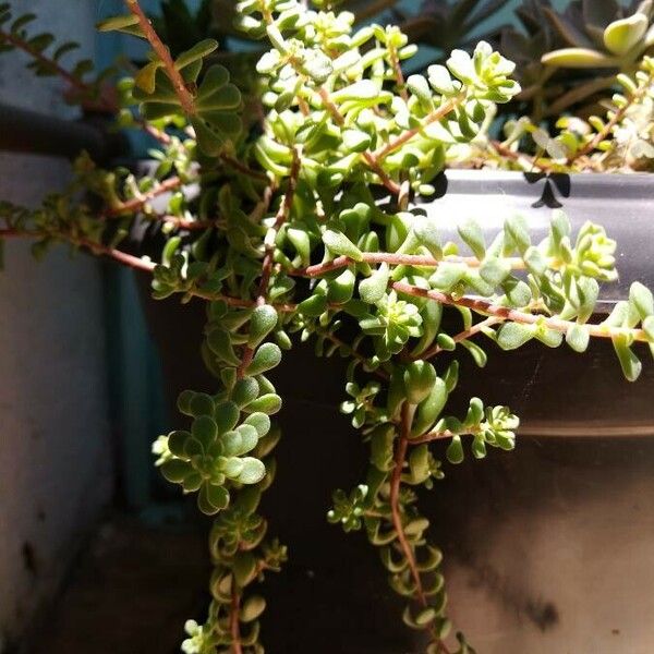 Sedum oreganum Blatt