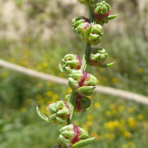 Beta vulgaris 花