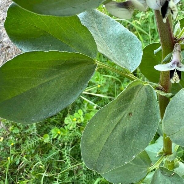 Vicia faba Leaf