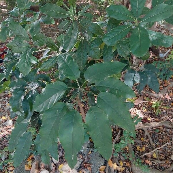 Schefflera heptaphylla Cvet