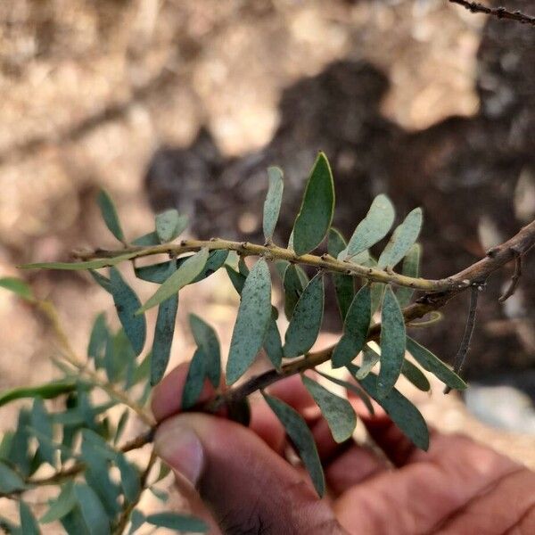 Acacia cultriformis Levél