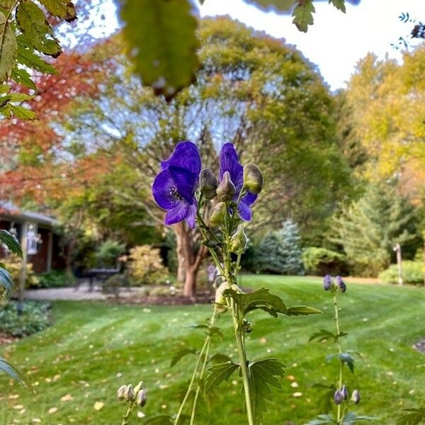 Aconitum columbianum Blomst