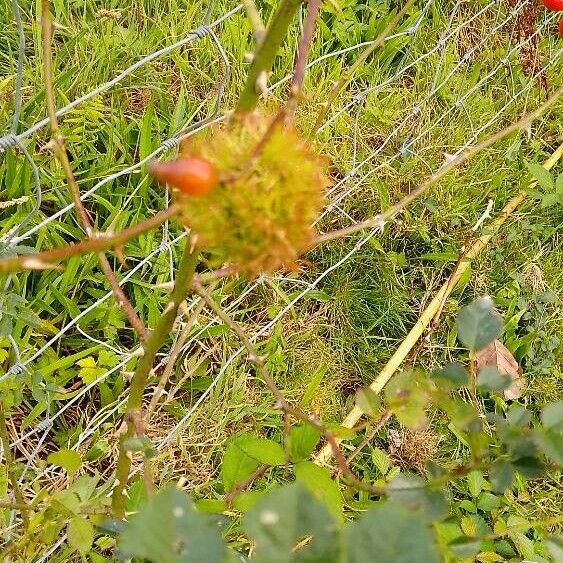 Rosa villosa Other