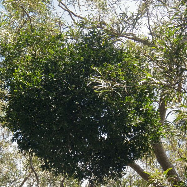 Viscum triflorum Habit