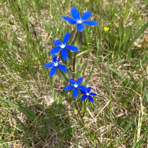 Gentiana utriculosa Virág