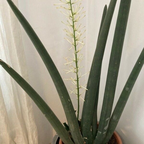 Dracaena pearsonii Liść