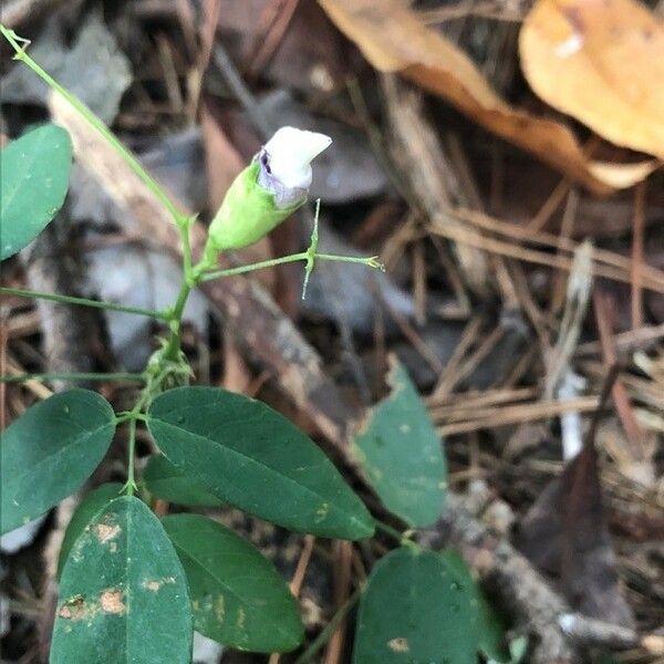 Clitoria mariana Çiçek