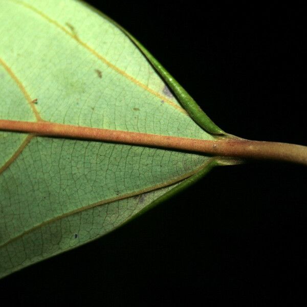 Rhodostemonodaphne saulensis Leaf